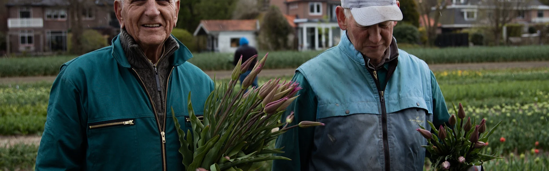 exklusive niederländische tulpen