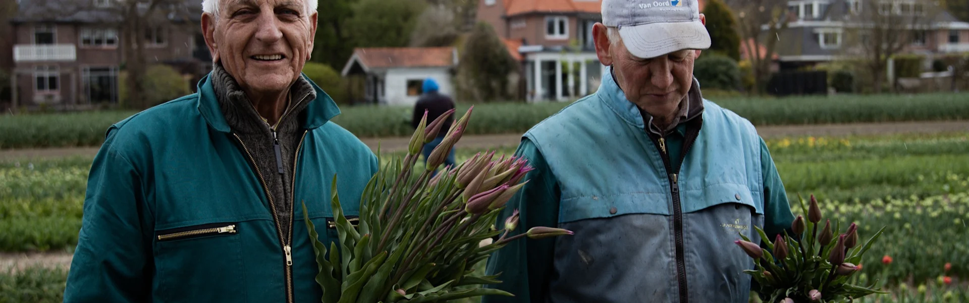 elusive dutch tulips