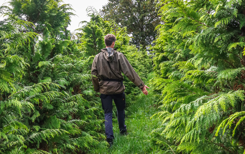 Greenflor Christmas greenery: story, assortment & growers