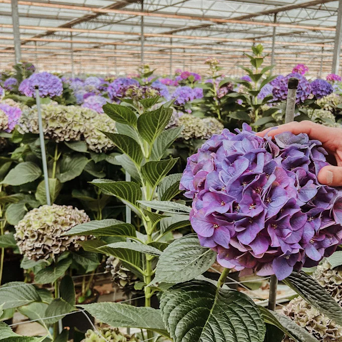 hortensia,hipholland,24 (2)