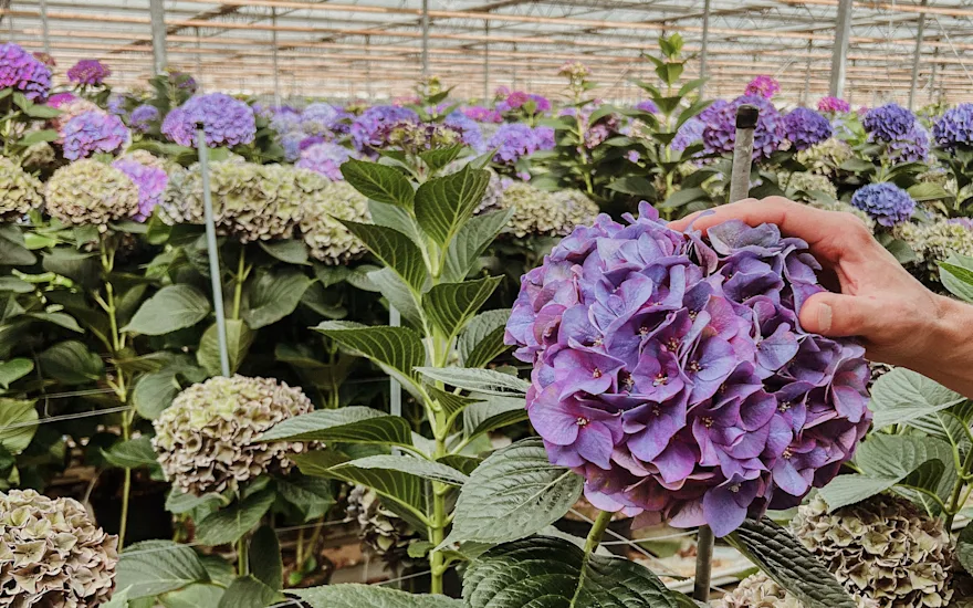 hortensia,hipholland,24 (2)