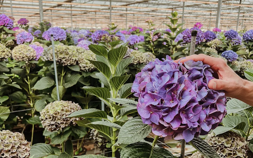 hortensia,hipholland,24 (2)