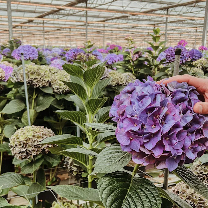 hortensia,hipholland,24 (2)