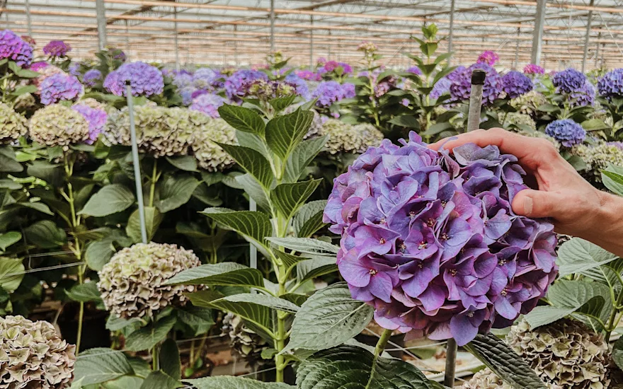 hortensia,hipholland,24 (2)