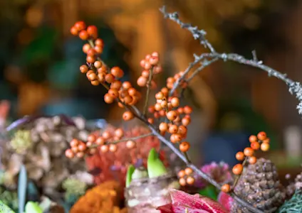 ilex,oranje,winter,2024