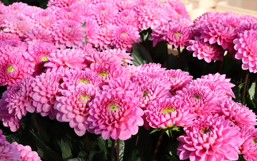 dahlia,roze,23