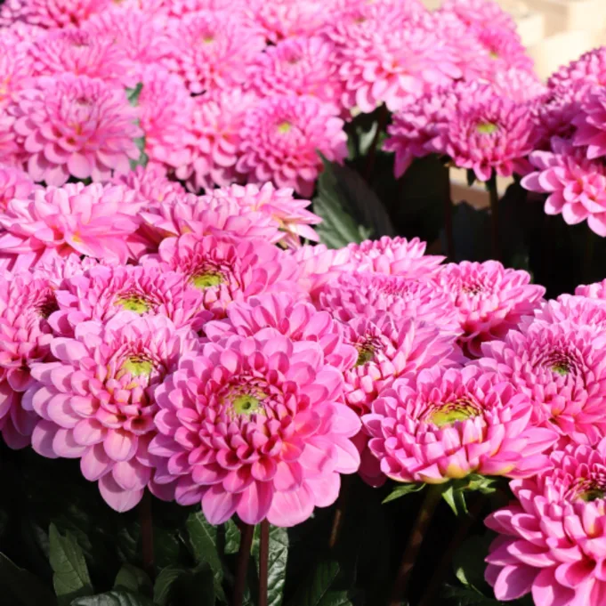 dahlia,roze,23