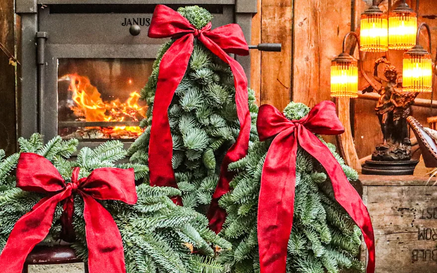 nobilis,boompjes,kerst,2025