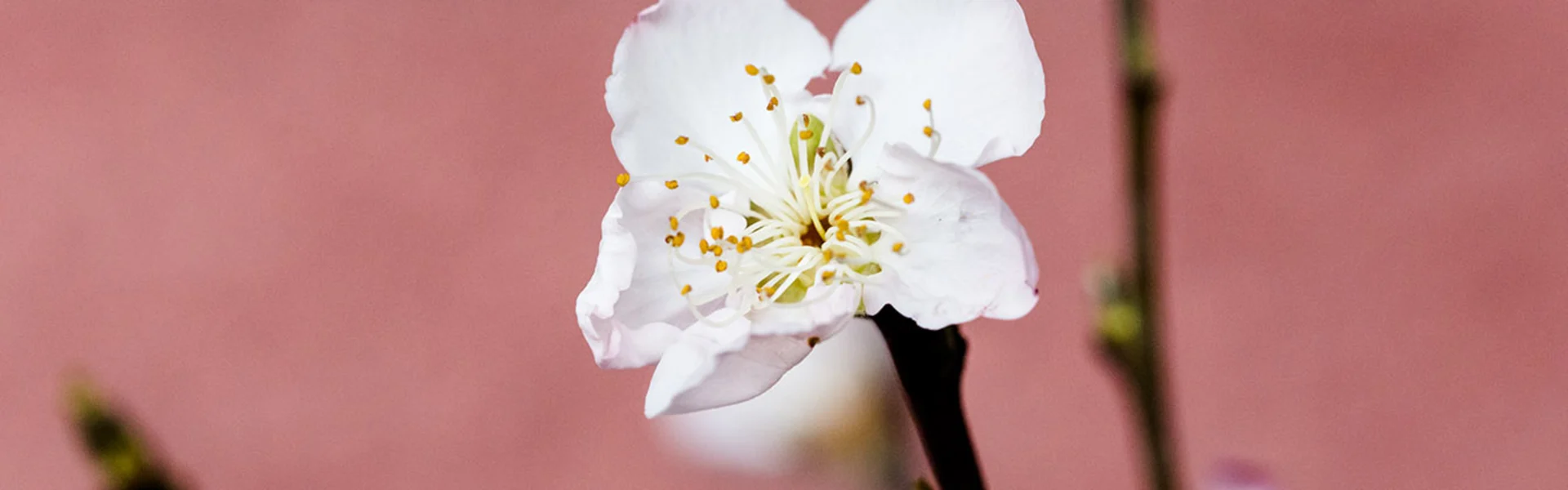 Wie das Beschneiden Wachstum und Blüte beeinflusst
