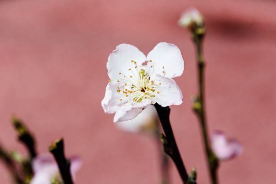 kirschblüte,weiß,21 (1)