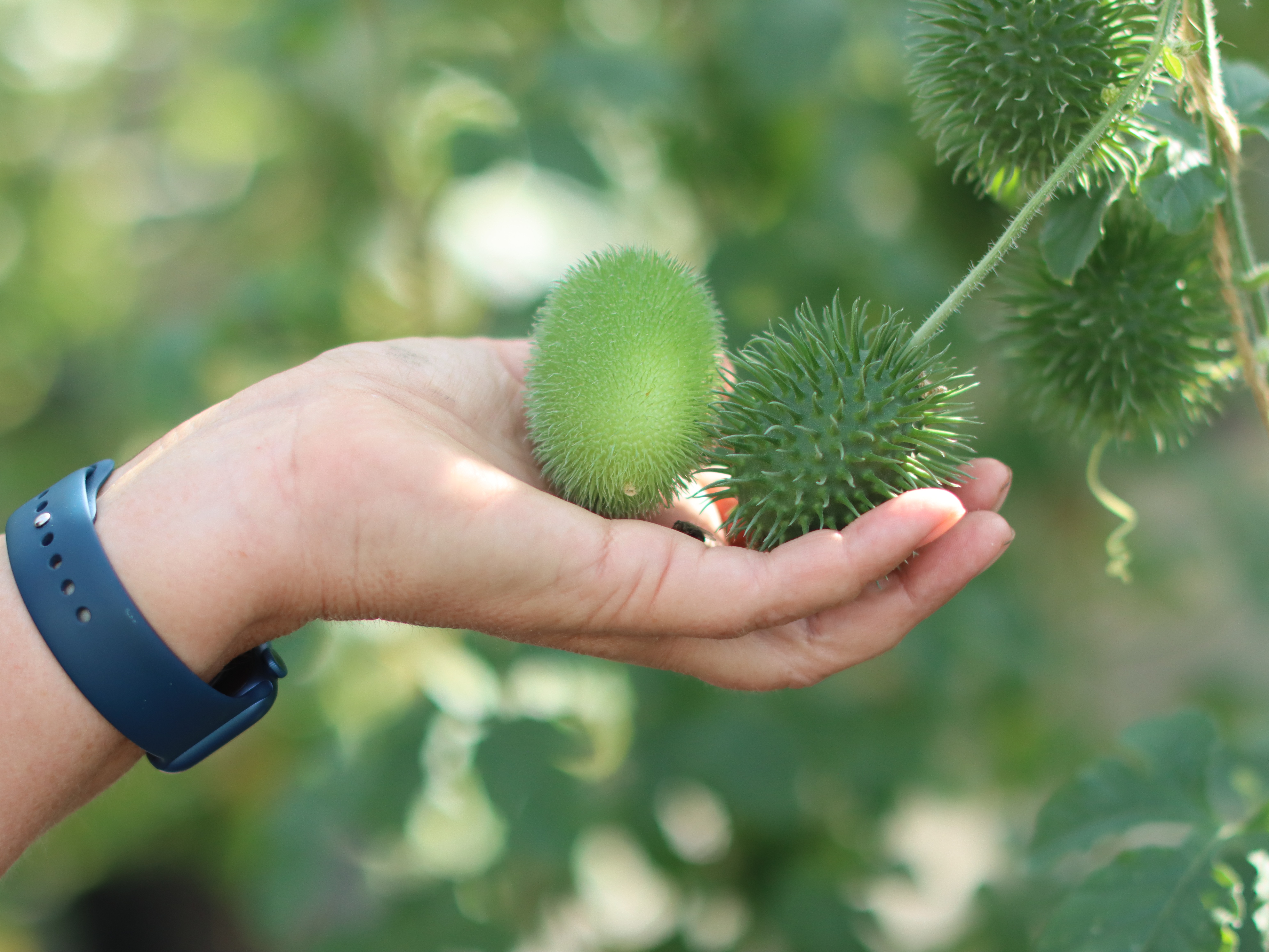 ornamentalfruits,green,22 (1)