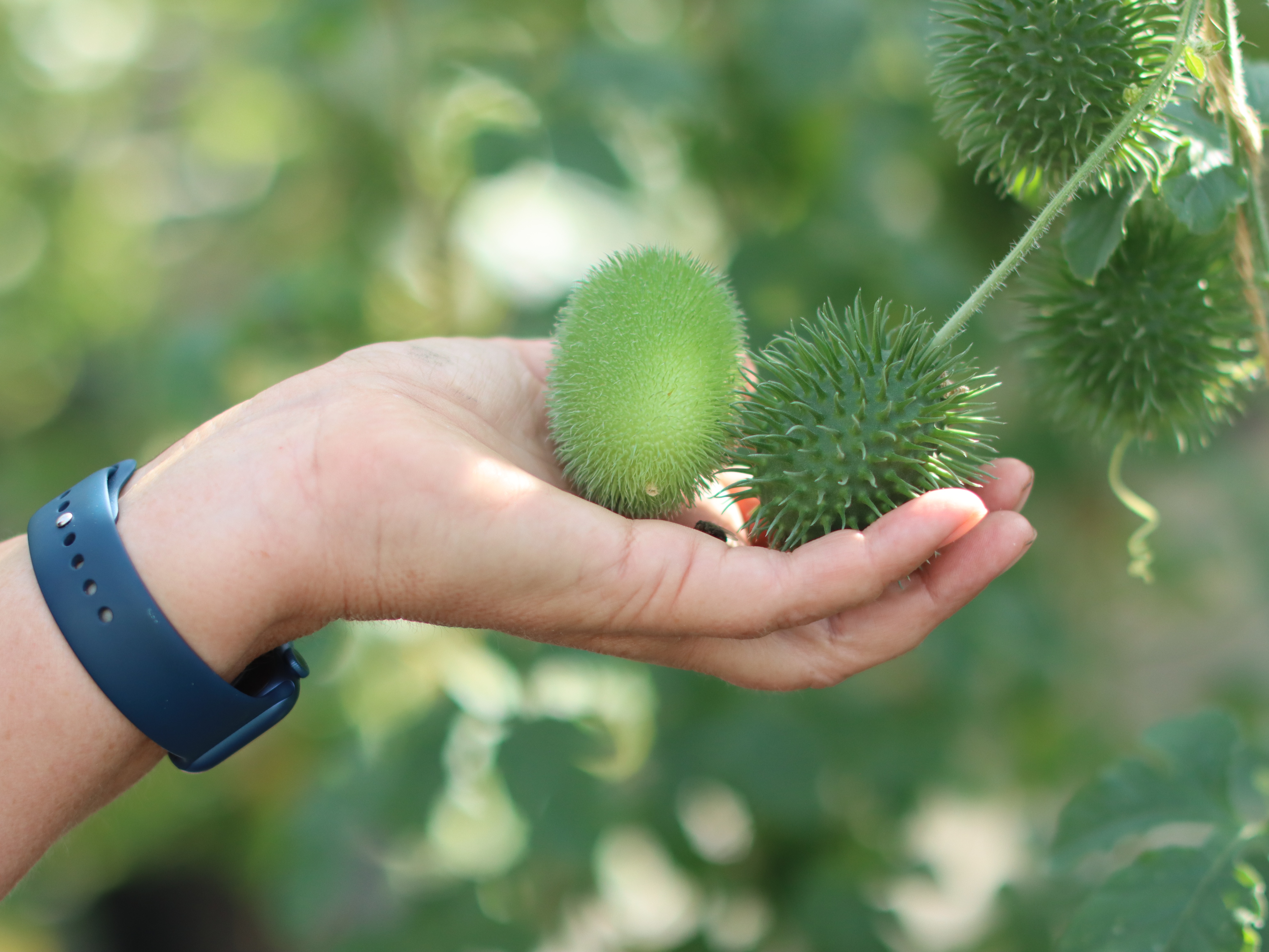 zierfrüchte,grün,22 (1)