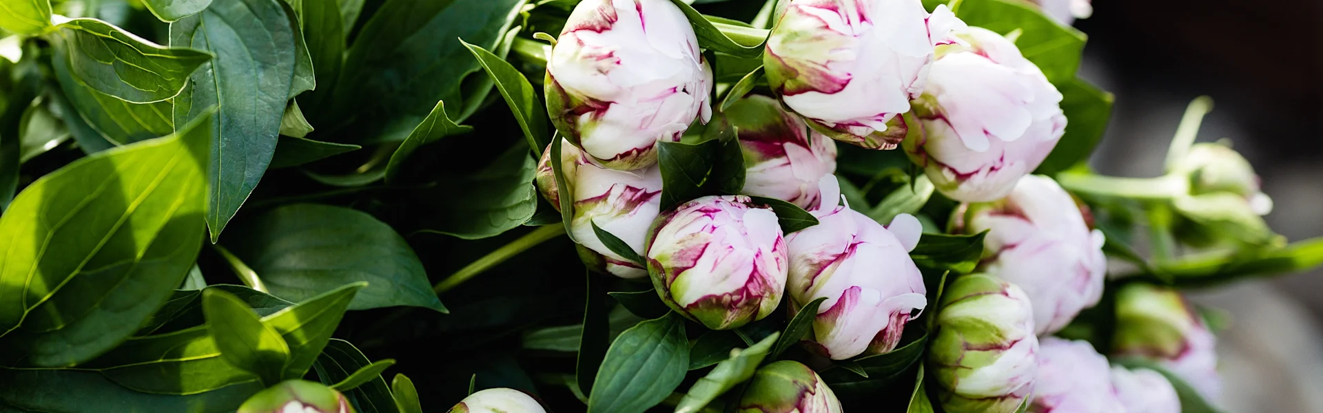 wo blumen und logistik zusammenkommen