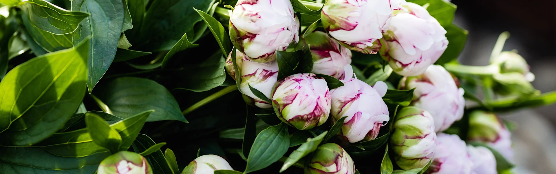 where flowers and logistics come together