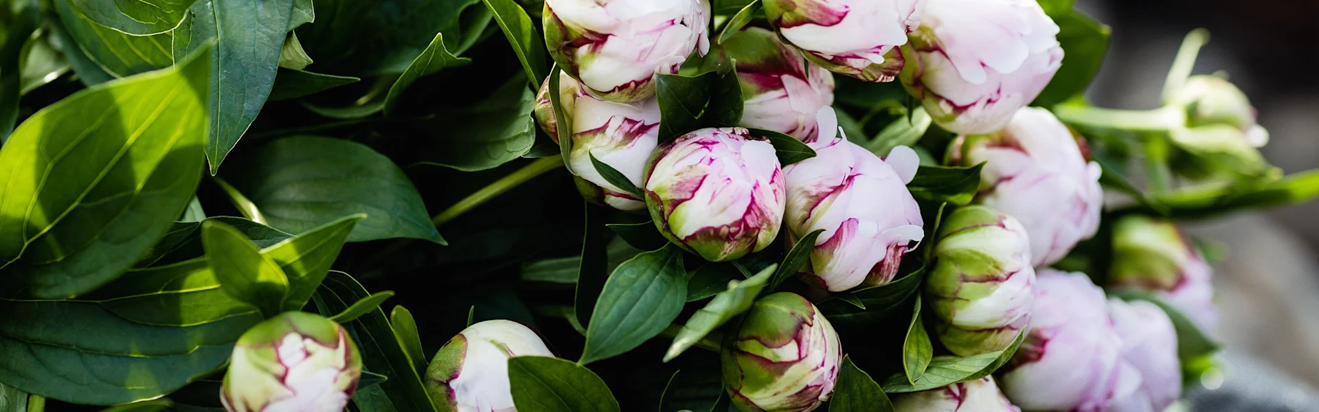 waar bloemen en logistiek samenkomen