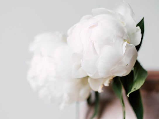 pioenen,wit,madameclaudetain,21 (2)