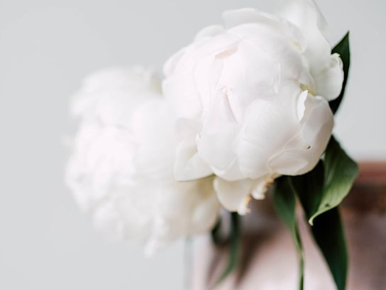 pioenen,wit,madameclaudetain,21 (2)