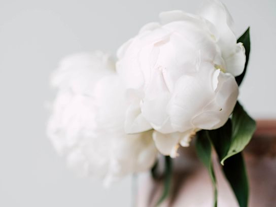 pioenen,wit,madameclaudetain,21 (2)