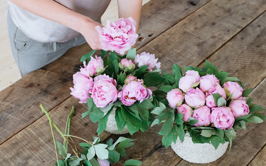 pioenen,roze,18