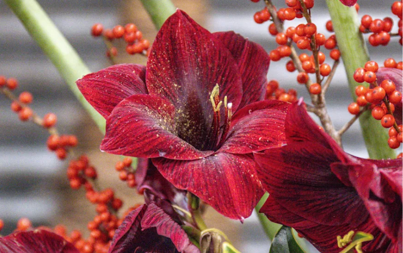 Amaryllis blog Greenflor