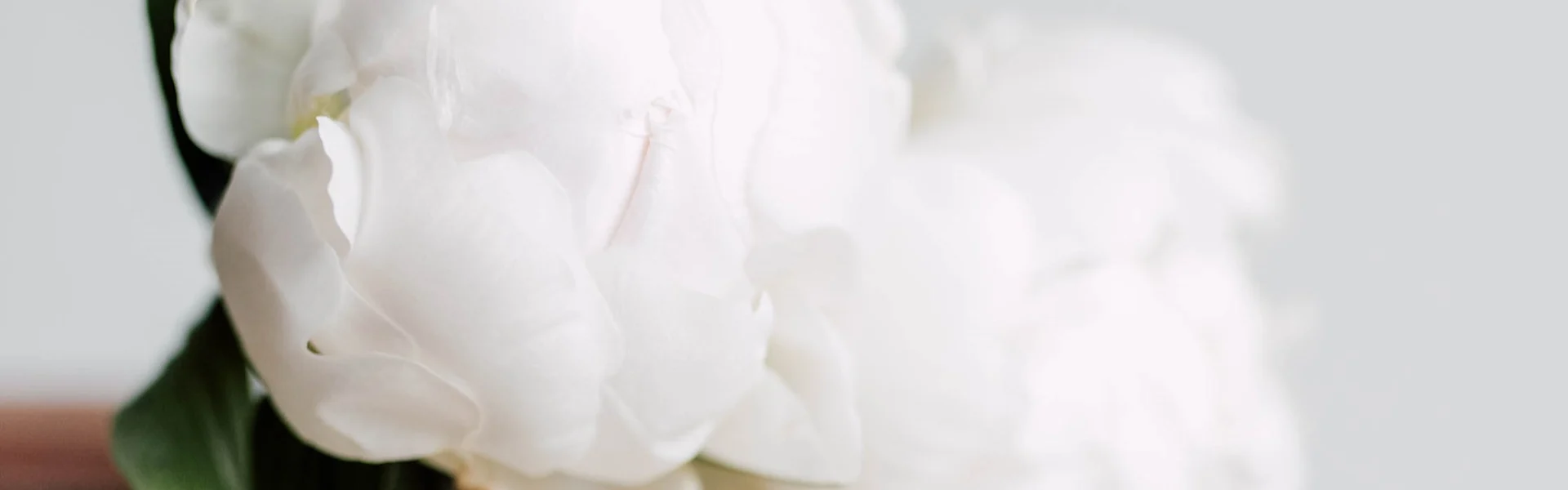 Peony of the week Madame Claude Tain
