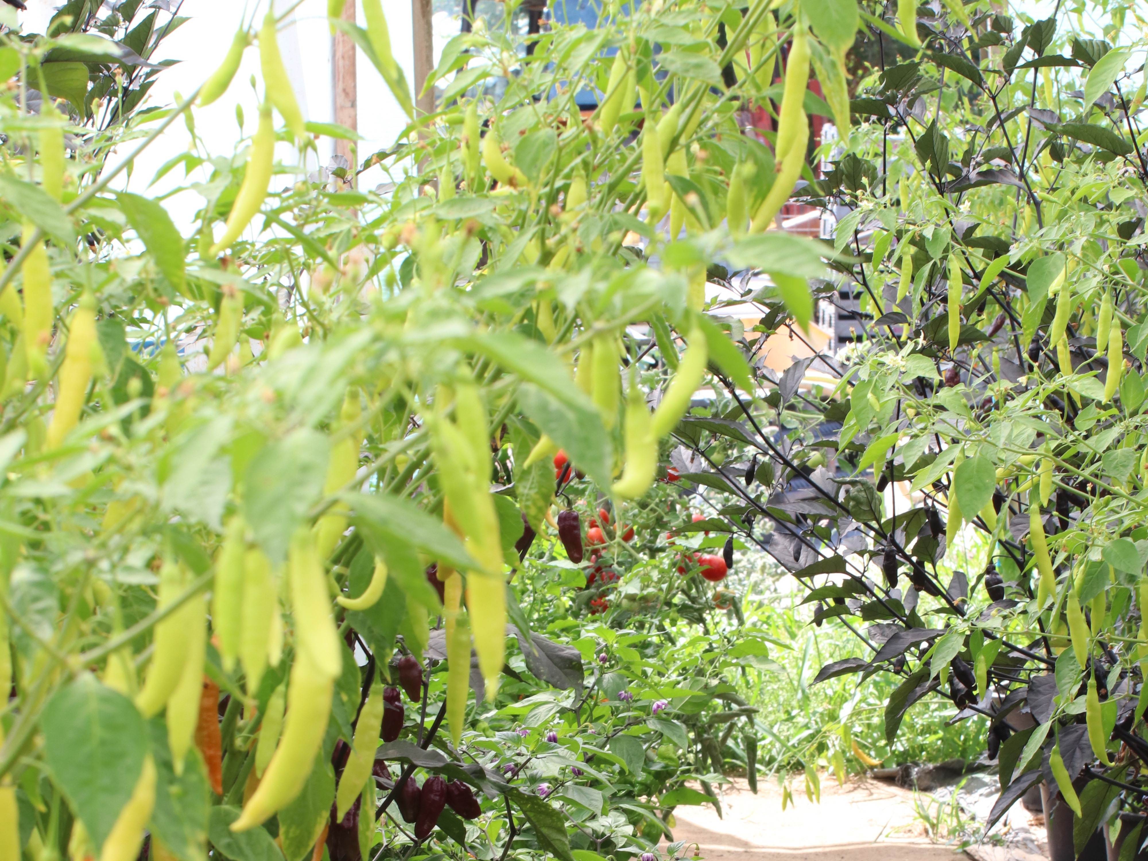 peppertakken, oranje, 21 (4)