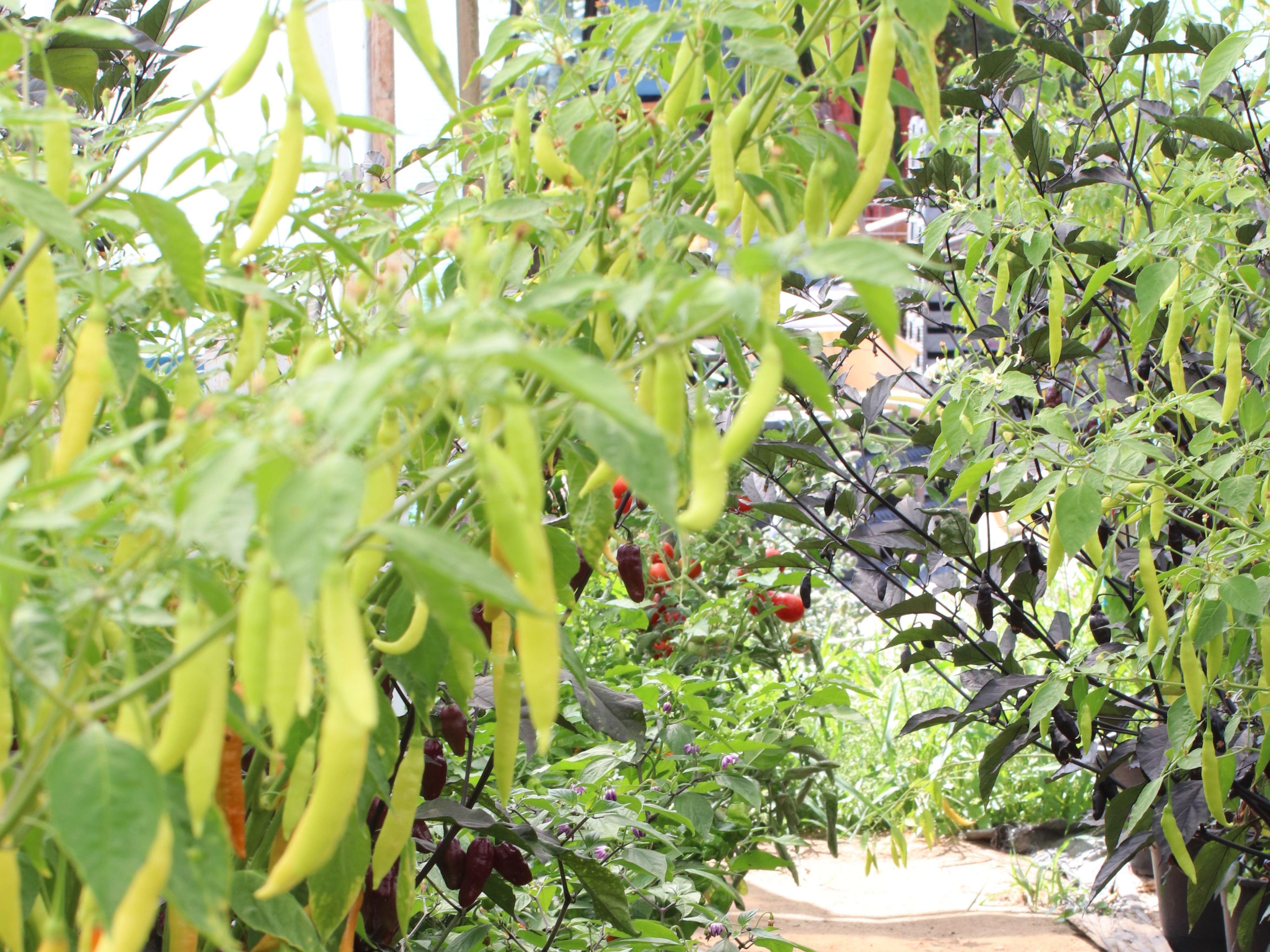 peppertakken, oranje, 21 (4)