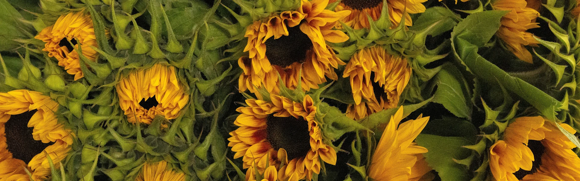 sommers voller sonnenblumen