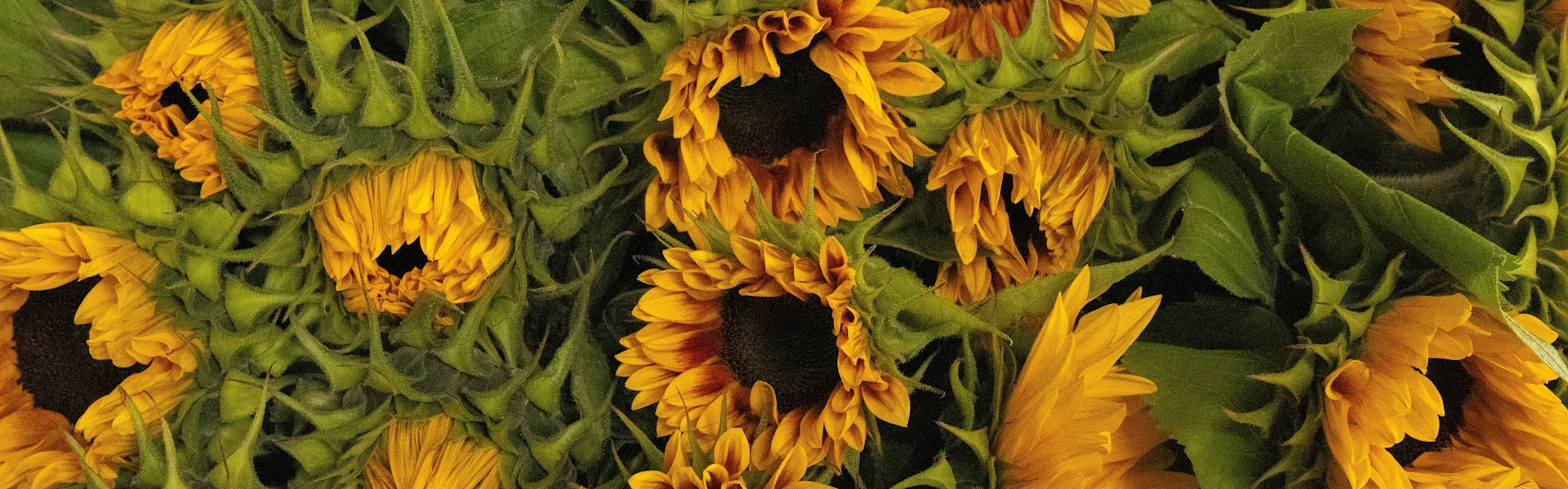 zomers vol zonnebloemen