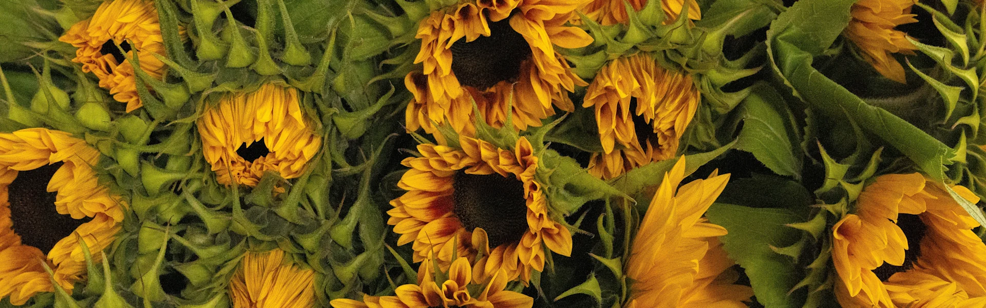 summers full of sunflowers