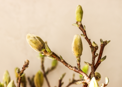 bloesemtakken,lente,26