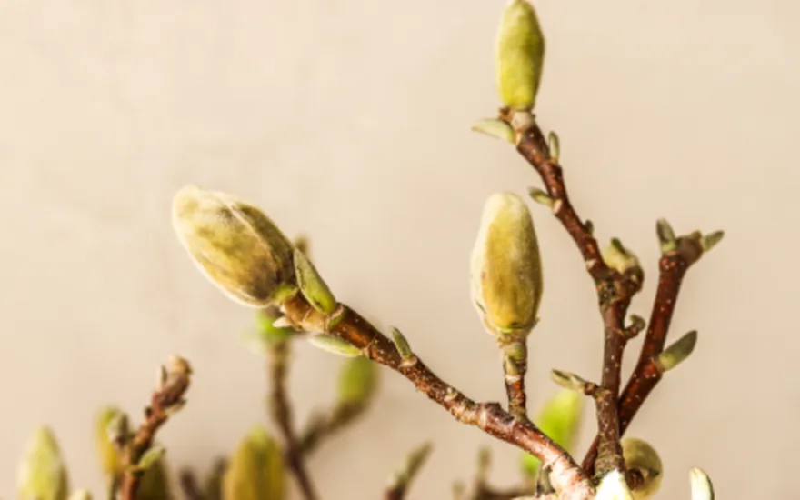 bloesemtakken,lente,26