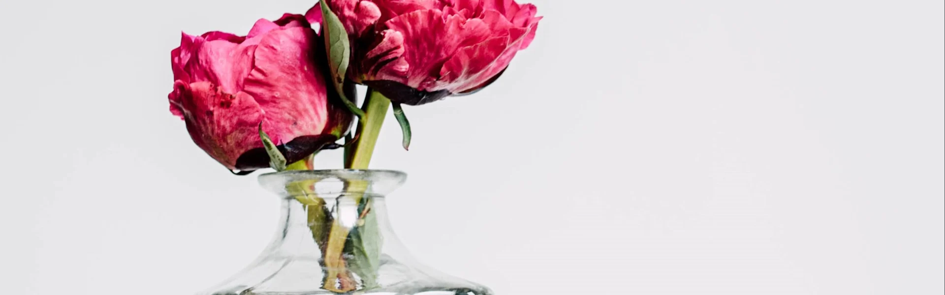 Peony of the week Kansas