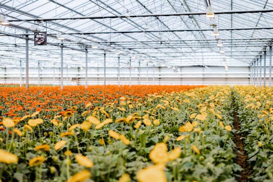 gerbera,mix,21 (1)