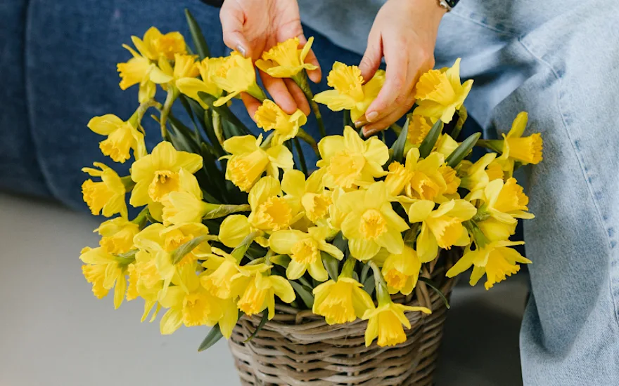Narcissen,lente,26