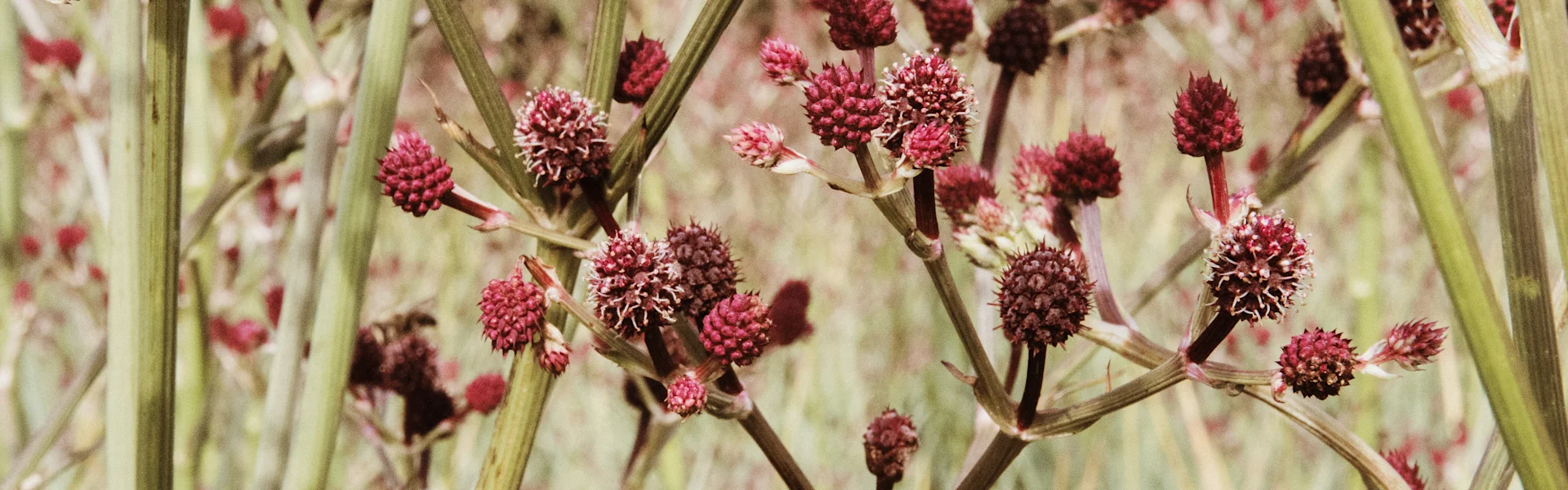 eryngium pandanifolium