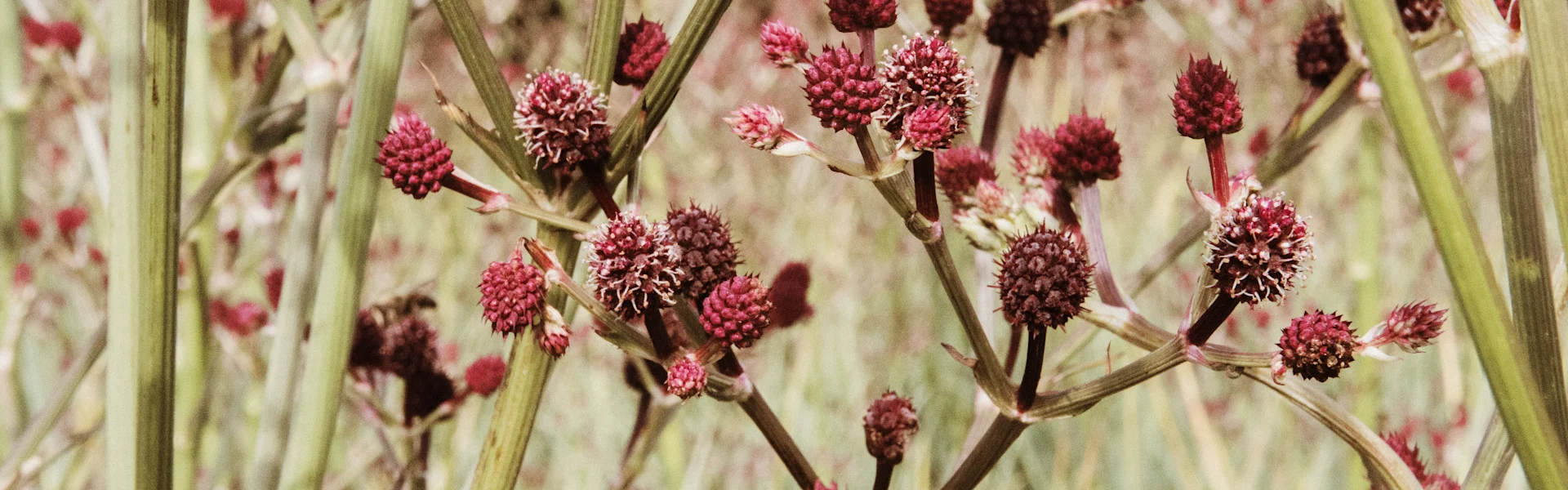 eryngium pandanifolium