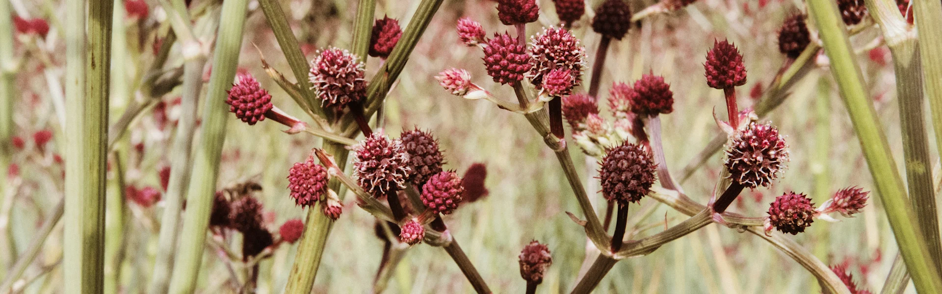 eryngium pandanifolium