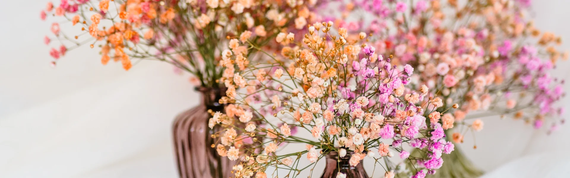 gypsophila from ecuador