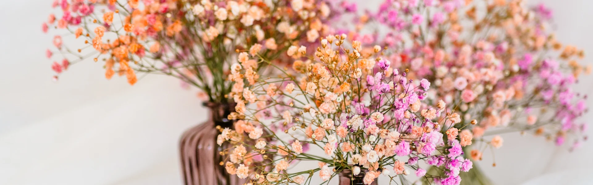 gypsophila aus ecuador