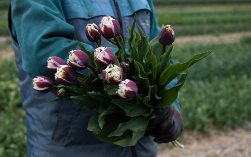 Dobbe tulpen exclusively at Greenflor