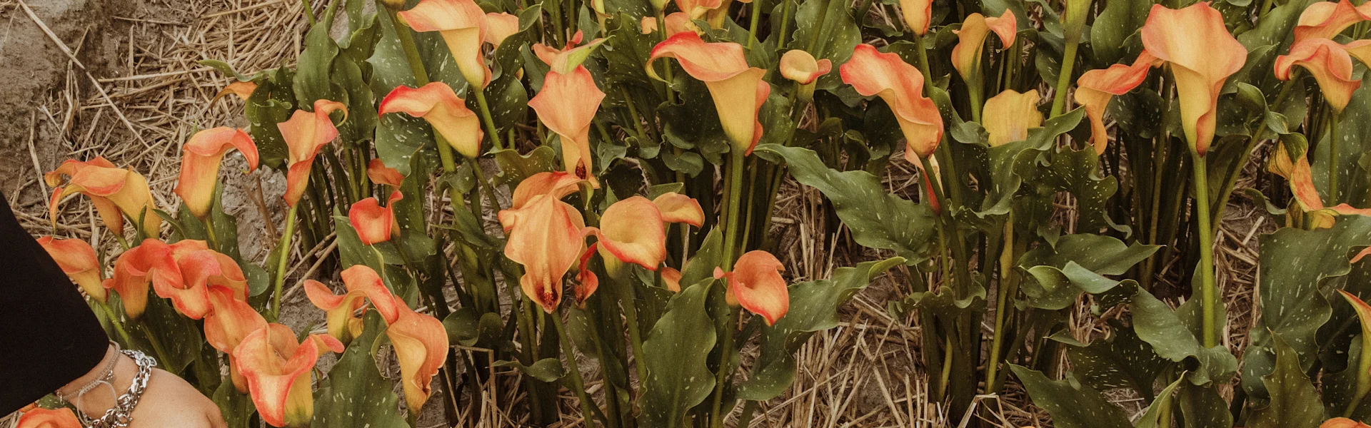 moderne calla snijbloemen