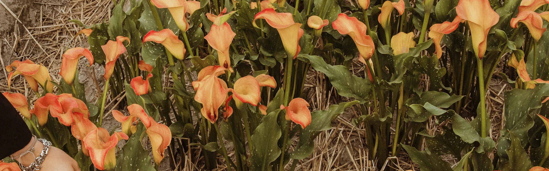 moderne calla-schnittblumen