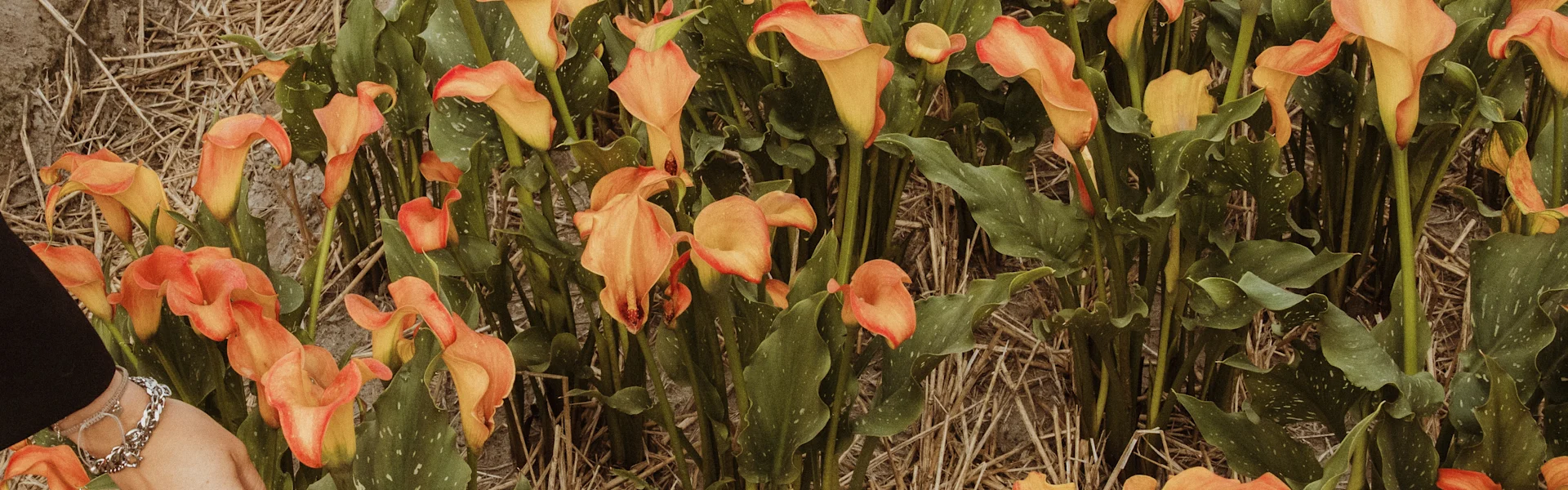 modern calla cut flowers
