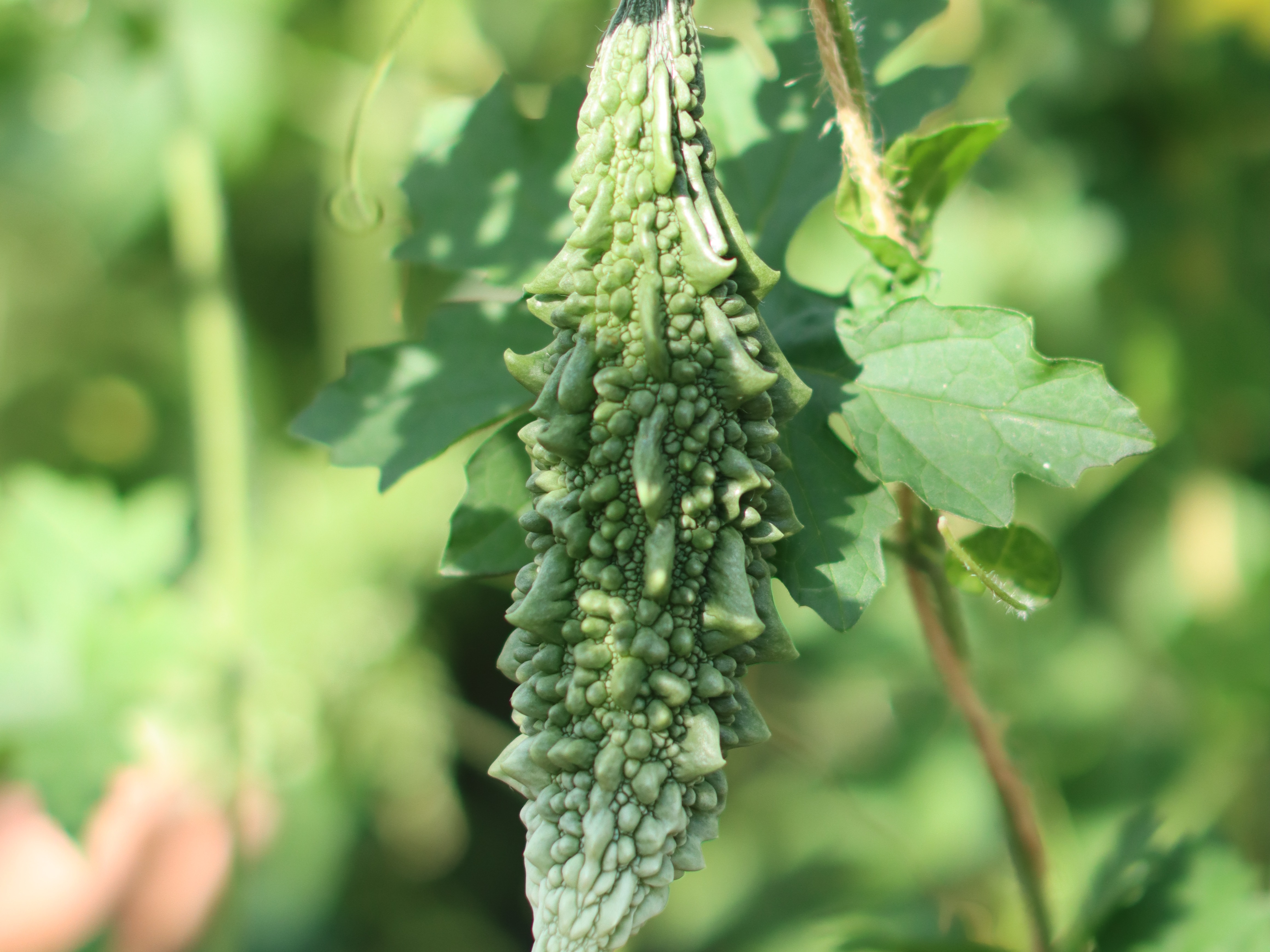 zierfrüchte,grün,22 (5)