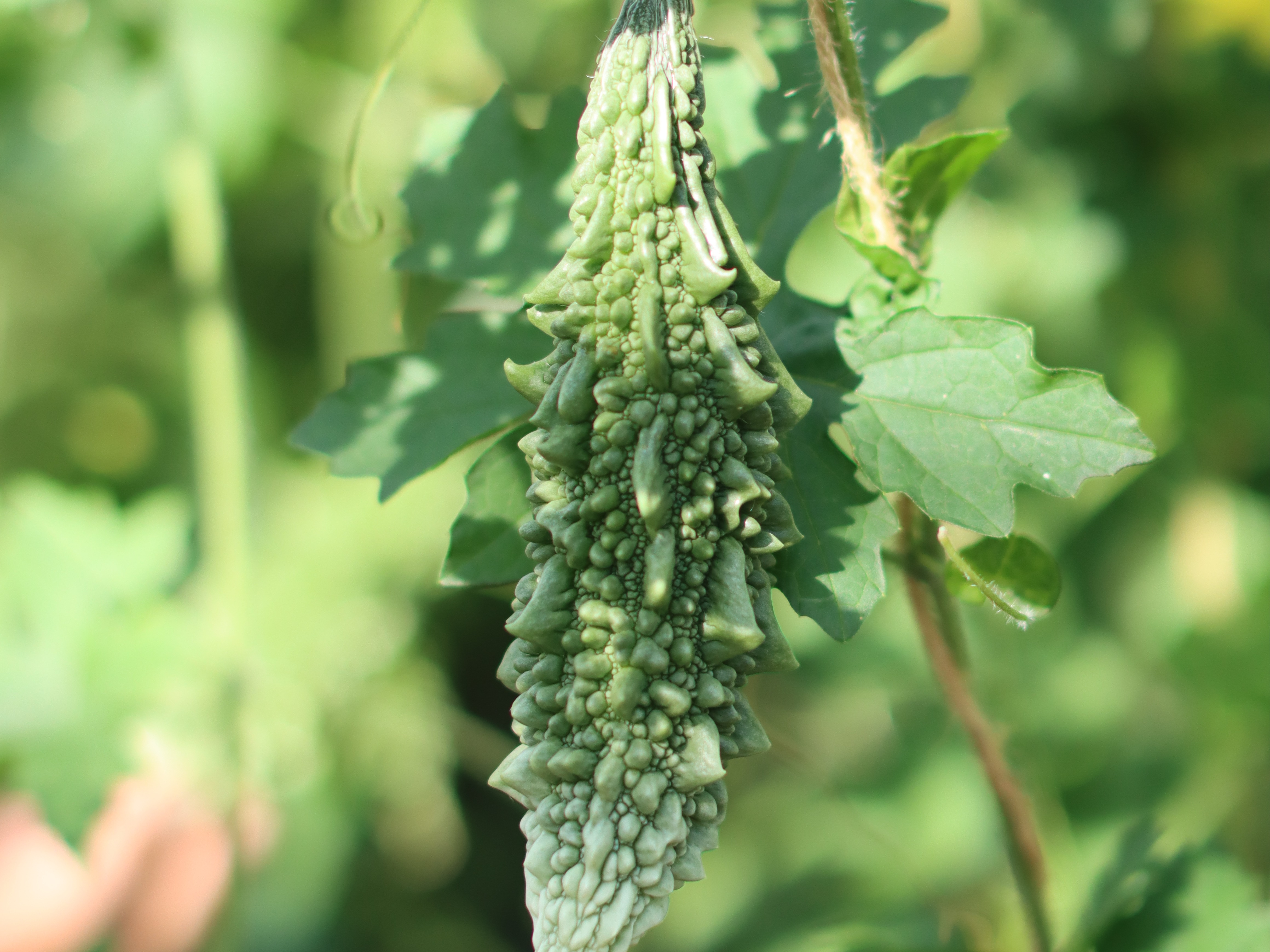 ornamentalfruits,green,22 (5)