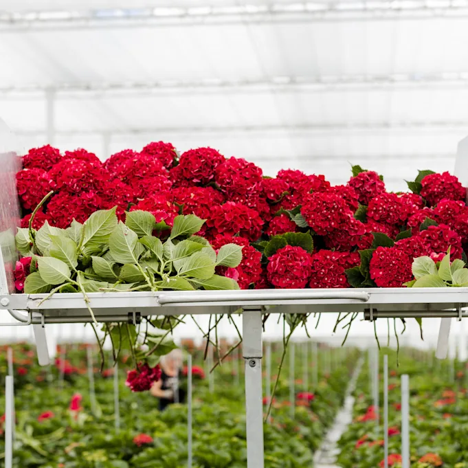 hortensia,rood,21