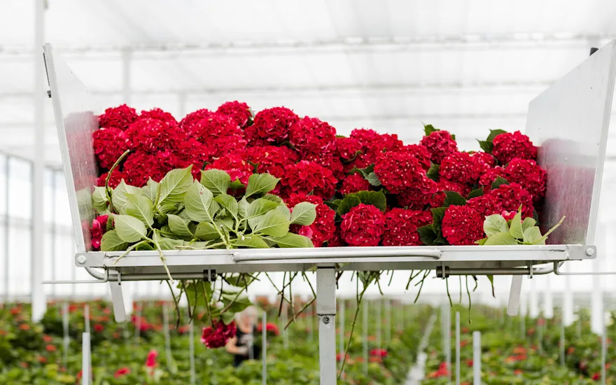 hortensia,rood,21