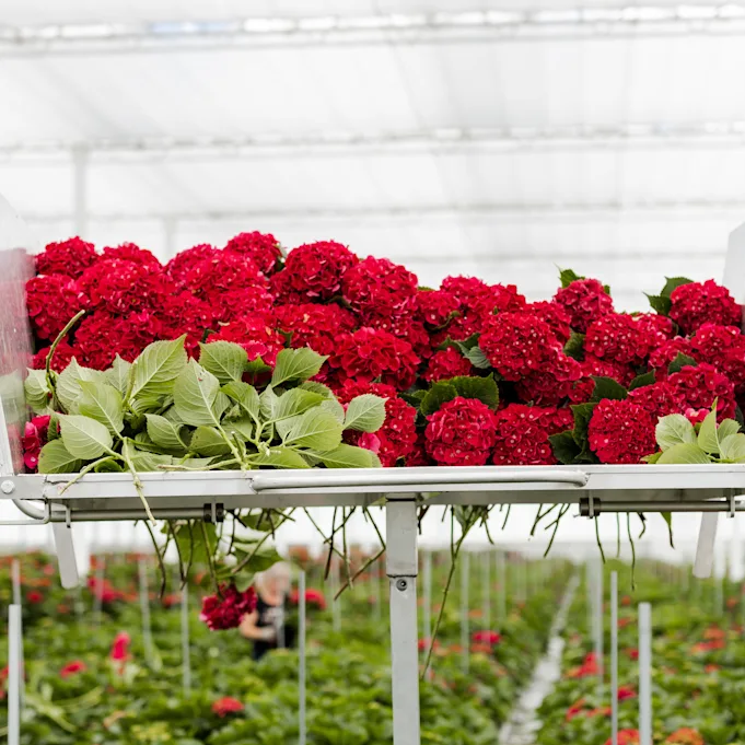 hydrangea,red,21