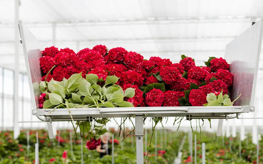 hydrangea,red,21